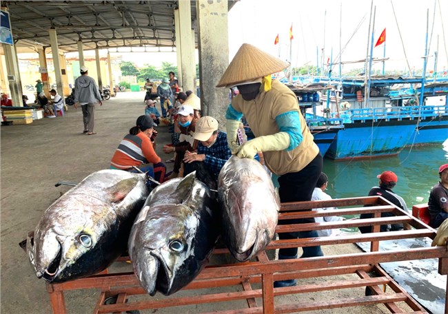 Phú Yên nỗ lực chống khai thác hải sản bất hợp pháp (12/10/2024)