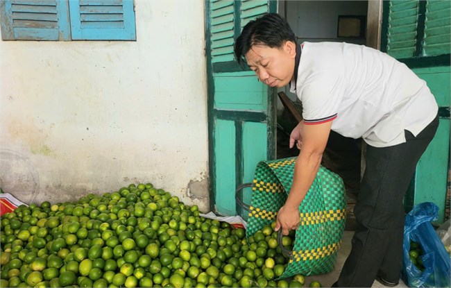 Hậu Giang: Nông dân trồng chanh không hạt có lợi nhuận thấp do giá giảm sâu (28/10/2024)