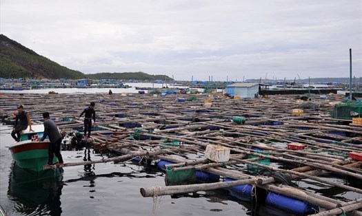 Chuyển đổi xanh và phát triển thuỷ sản xanh trở thành xu thế tất yếu (07/11/2024)