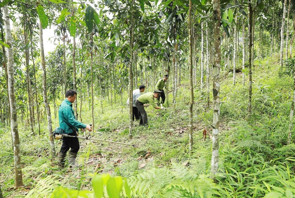 Luật Đất đai năm 2024, tạo động lực cho ngành lâm nghiệp phát triển (18/11/2024)