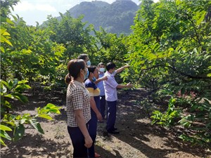 Võ Nhai thâm canh cây na rải vụ (11/11/2024)