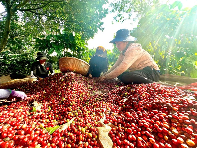 Đắk Lắk cần tháo gỡ điểm nghẽn về tổ chức sản xuất để phát triển ngành hàng cà phê bền vững (28/11/2024)