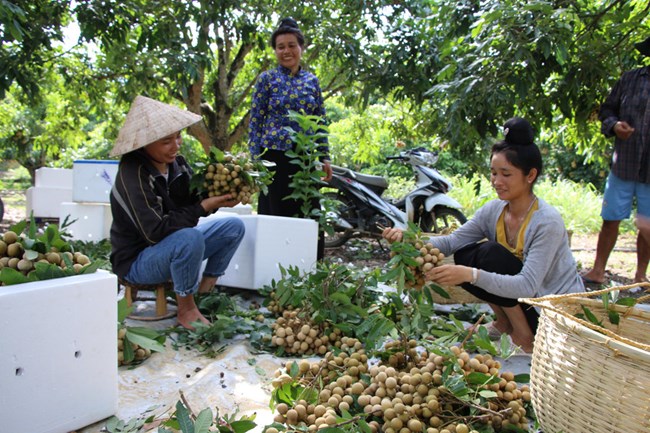 Sông Mã xoá nghèo từ trồng cây ăn quả (20/11/2024)