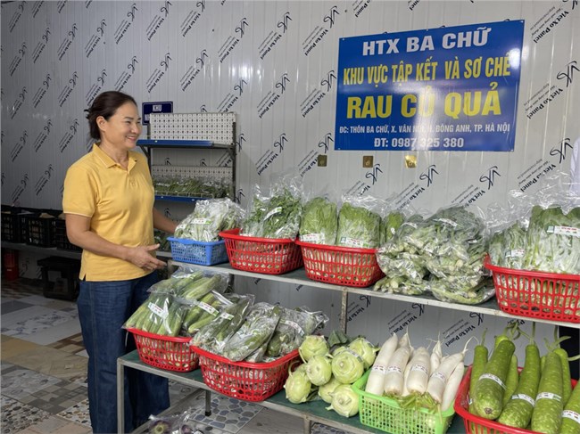 Hỗ trợ phụ nữ khởi nghiệp từ mô hình rau an toàn tại Đông Anh, Hà Nội (25/11/2024)