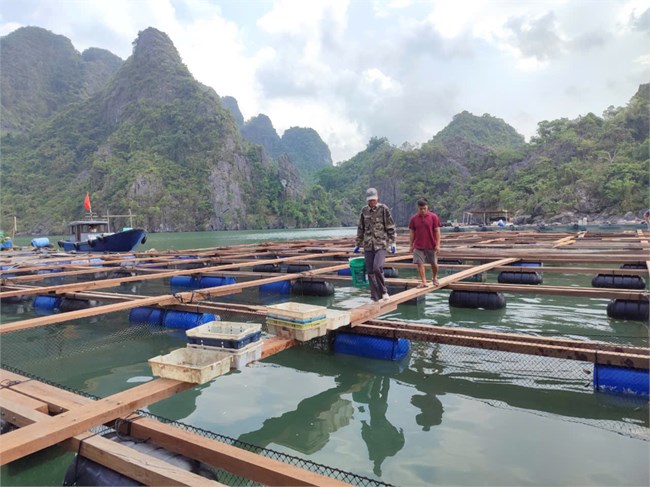 Quảng Ninh: Đẩy nhanh việc cấp phép nuôi biển cho ngư dân (28/11/2024)