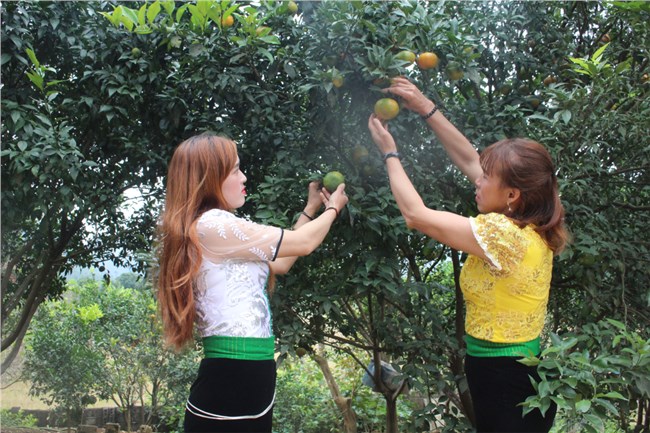 “Chìa khoá” nào để nông sản Sơn La vượt khó vươn xa?(11/11/2024)