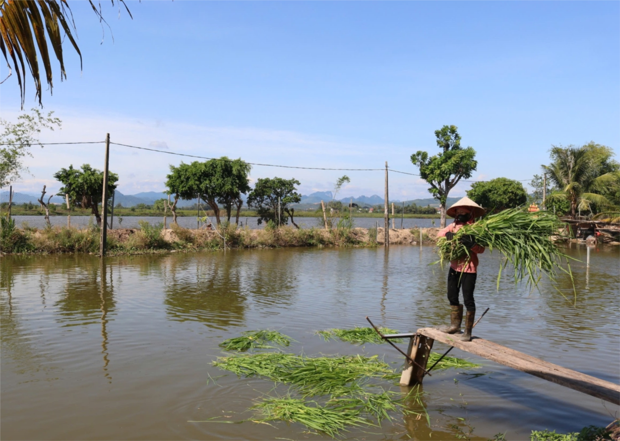 Chăn nuôi tuần hoàn giảm phát thải khí nhà kính, hướng đến nông nghiệp xanh (28/11/2024)