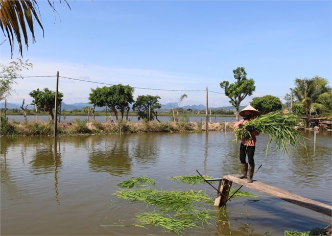 Chăn nuôi tuần hoàn giảm phát thải khí nhà kính, hướng đến nông nghiệp xanh (28/11/2024)