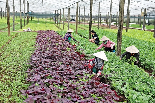 THỜI SỰ 18H CHIỀU 26/11/2024: Quốc hội thông qua Luật Thuế giá trị gia tăng (sửa đổi), quy định mức doanh thu không chịu thuế giá trị gia tăng lên 200 triệu đồng/năm; đánh thuế 5% đối với phân bón.