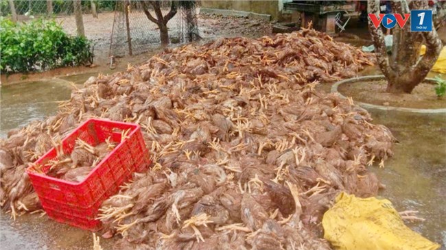 Người chăn nuôi thiệt hại nặng sau lũ cần được hỗ trợ (05/11/2024)