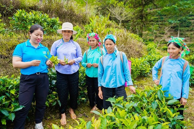 Phụ nữ Lào Cai giúp hội viên phát triển kinh tế  (21/11/2024)