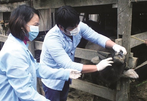 Quảng Ngãi phòng dịch lở mồm long móng trên đàn gia súc (05/11/2024)