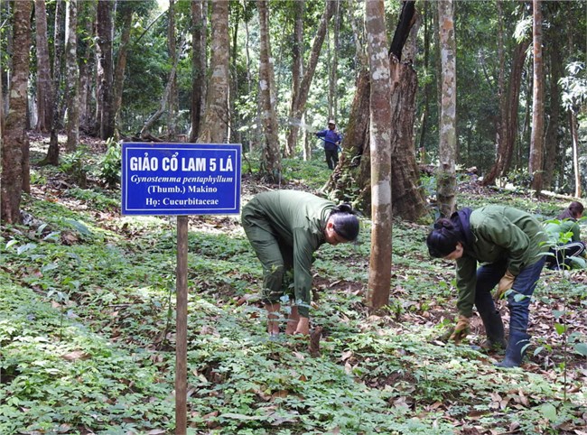 Lợi ích kép từ việc phát triển cây dược liệu ở Kon Tum (12/11/2024)