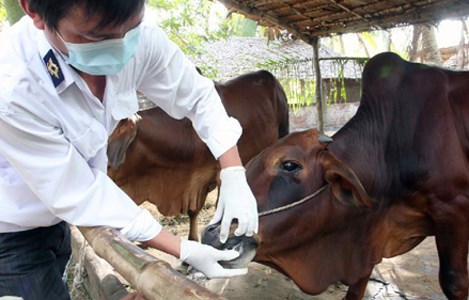 Không lơ là, chủ quan với bệnh lở mồm long móng trên đàn gia súc (28/11/2024) 