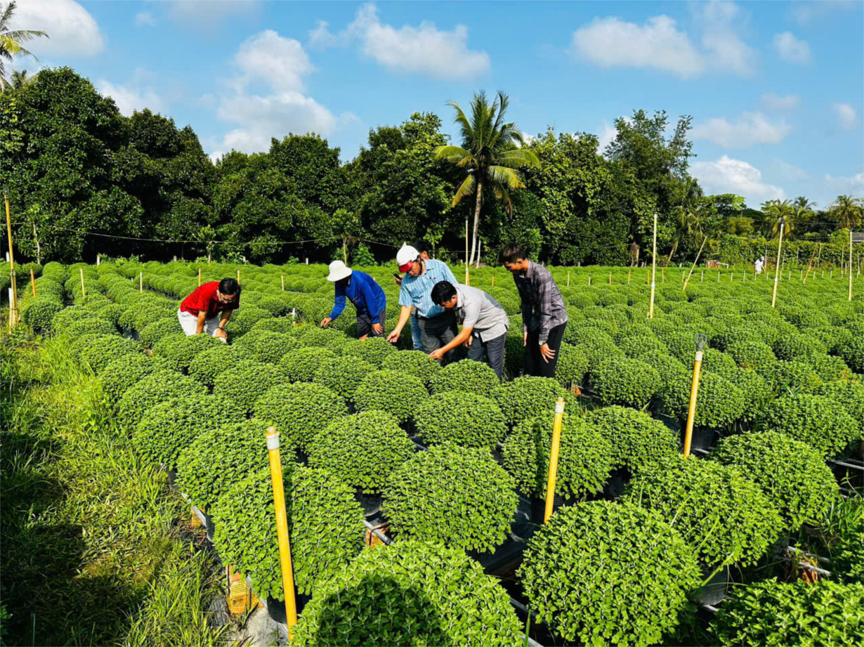 Bến Tre: Khẩn trương giúp nông dân “ xử lý” cây Cúc Mâm xôi chậm ra hoa (15/11/2024)