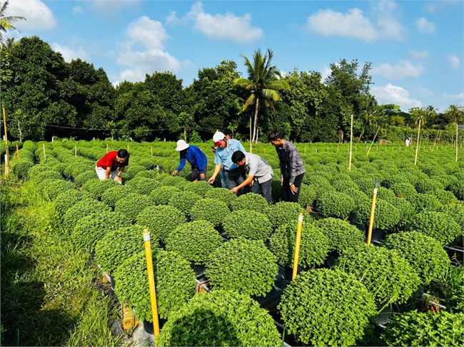 Bến Tre: Khẩn trương giúp nông dân “ xử lý” cây Cúc Mâm xôi chậm ra hoa (15/11/2024)