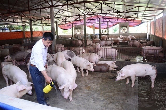 Chăn nuôi nông hộ thay đổi để phù hợp xu thế mới (04/12/2024)