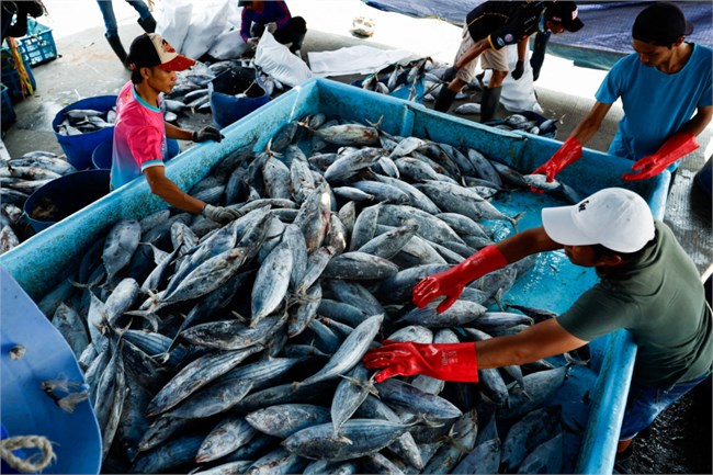 Indonesia hợp tác với 10 quốc gia để chống nạn đánh bắt cá bất hợp pháp (20/11/2024)