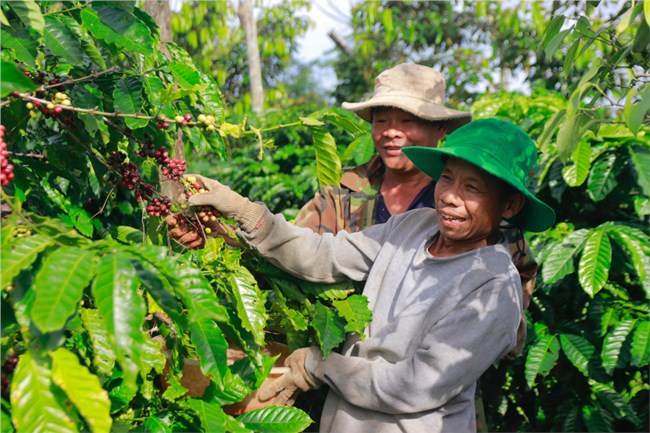 Cà phê giá cao, nông dân phấn khởi, doanh nghiệp áp lực (04/12/2024)