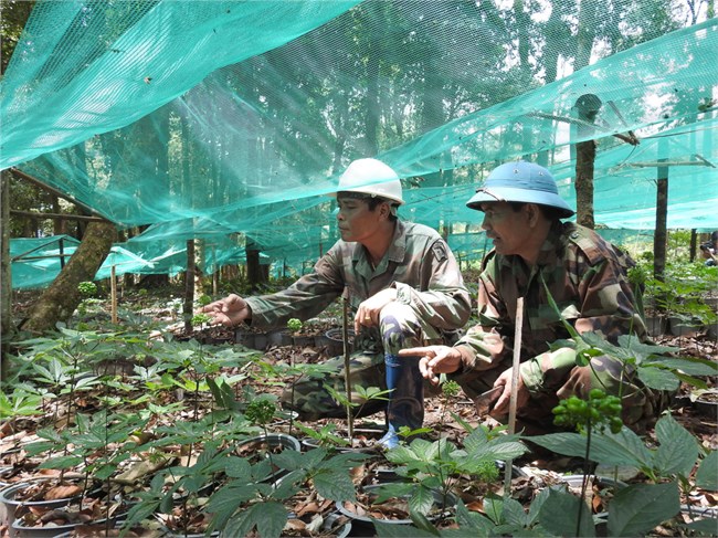 Cựu chiến binh Kon Tum phát triển gần 800 mô hình trang trại (22/12/2024)