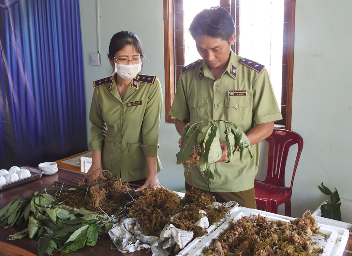 Khóc, cười với ma trận đội lốt sâm quý, trục lợi thương hiệu sâm Ngọc Linh (18/12/2024)