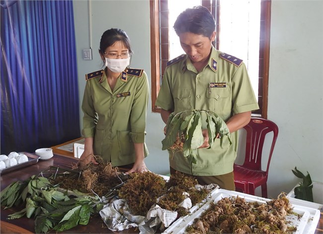 Khóc, cười với ma trận đội lốt sâm quý, trục lợi thương hiệu sâm Ngọc Linh (18/12/2024)