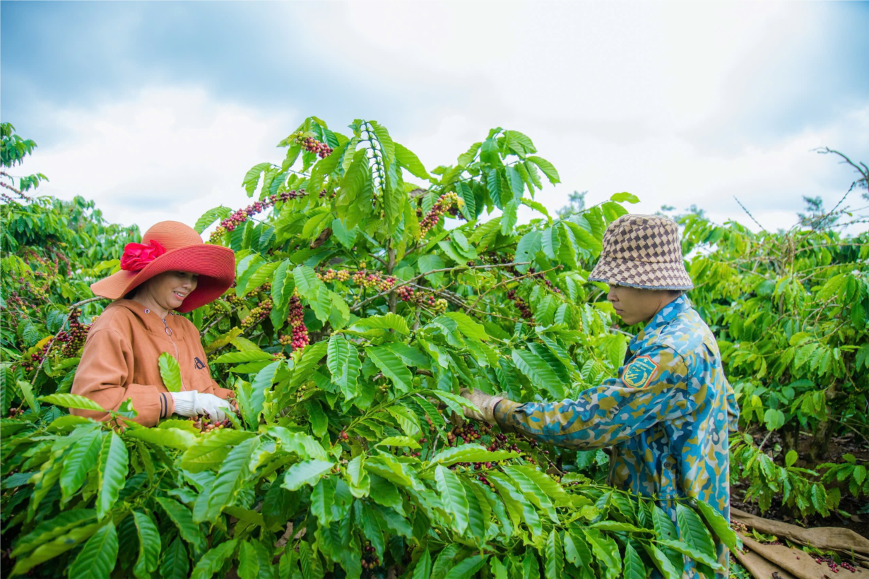 Nâng tầm nông sản Đắk Nông qua chương trình OCOP (07/12/2024)