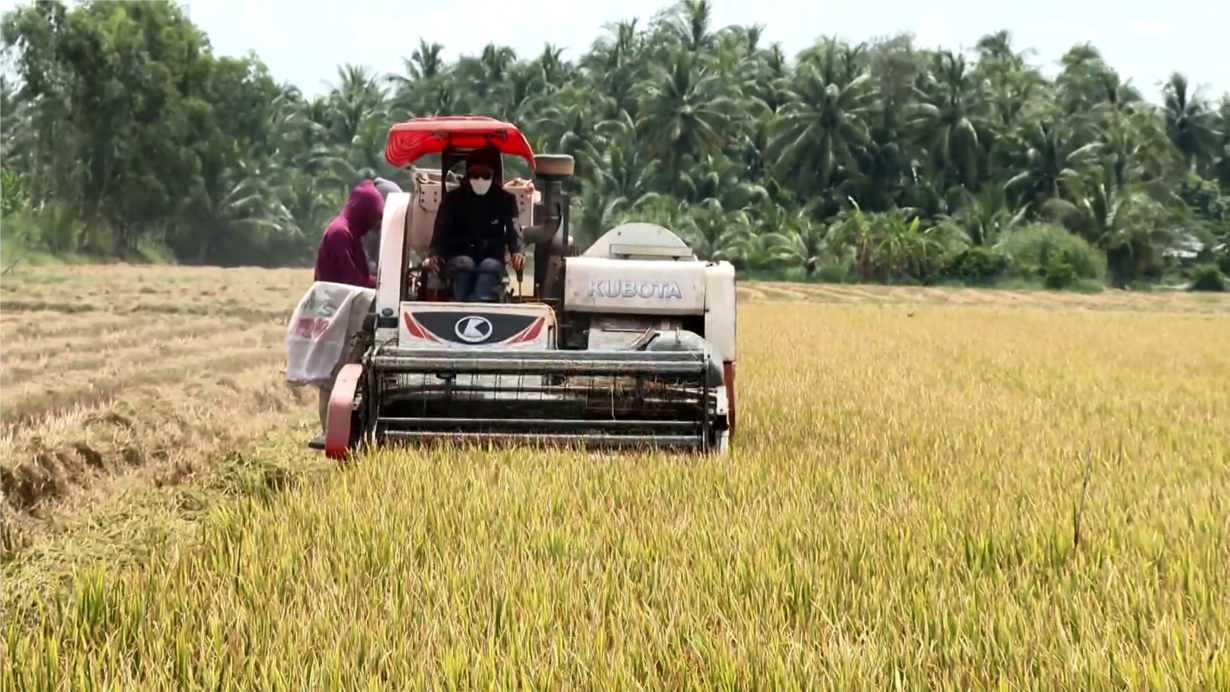 Trà Vinh: lúa Thu đông sớm được cả giá lẫn năng suất, nông dân phấn khởi (07/12/2024)