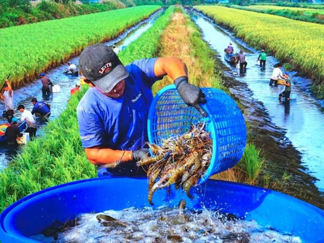 Mô hình sản xuất lúa hữu cơ kết hợp nuôi tôm càng xanh ở cù lao Long Hòa, Trà Vinh (13/12/2024)