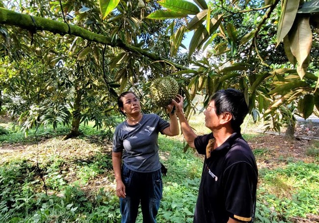 Tiền Giang: Bước vào mùa khô, chủ động phòng chống hạn mặn bảo vệ vườn cây 