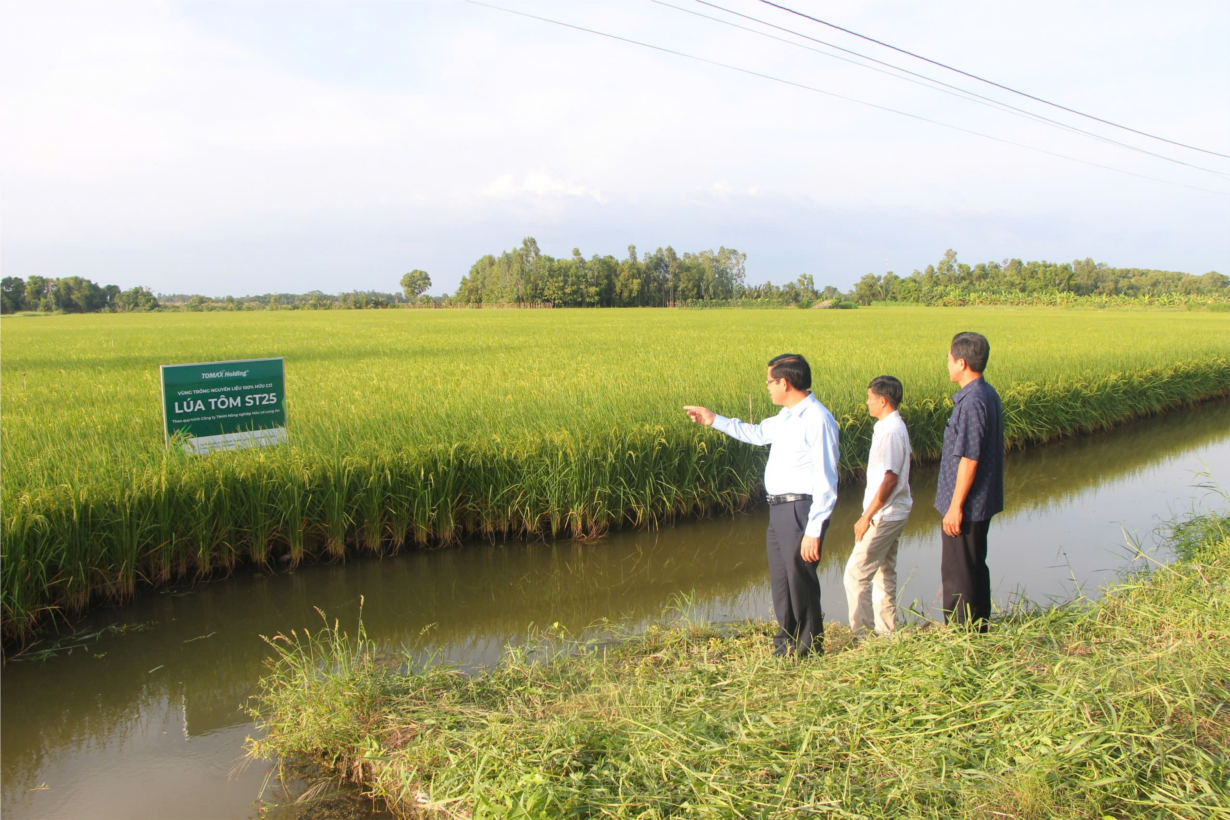 Bạc Liêu: Nông dân trồng lúa ST trên đất tôm phấn khởi vì lúa trúng mùa, được giá (19/12/2024)