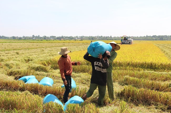 Đăk Lăk đẩy mạnh kết nối tiêu thụ sản phẩm lúa gạo (12/2/2024)