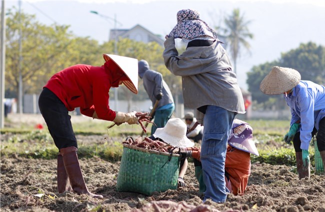 Nông dân Điện Biên phấn khởi được mùa khoai lang (25/2/2024)