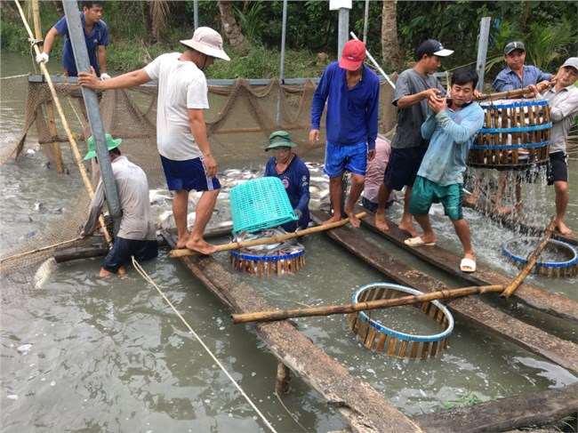 Sau Tết ngư dân Tiền Giang trúng mùa, trúng giá cá tra do “ cầu vượt cung” (14/2/2024)