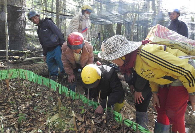 Kon Tum: Vườn sâm Ngọc Linh đặc biệt của hộ nghèo ở huyện Tu Mơ Rông (24/2/2024)