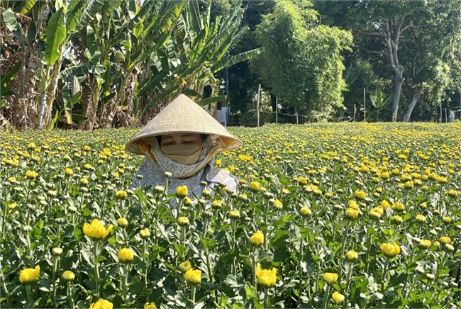 Thương lái “huỷ kèo” người trồng hoa ở Bà Rịa Vũng Tàu điêu đứng  (06/02/2024)