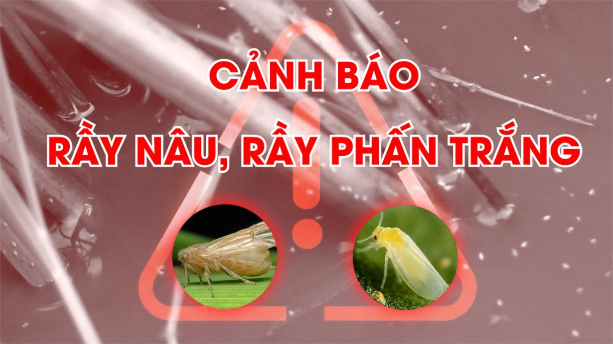 Phòng trị bệnh rầy phấn trắng và rầy nâu hại lúa (20/02/2024)