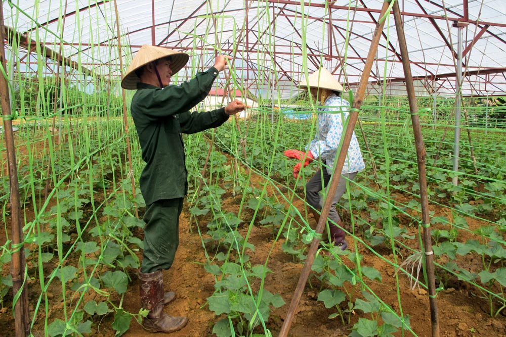 Sản xuất nông nghiệp nhà lưới, nhà màng, hướng phát triển bền vững tại Lai Châu (21/2/2024)