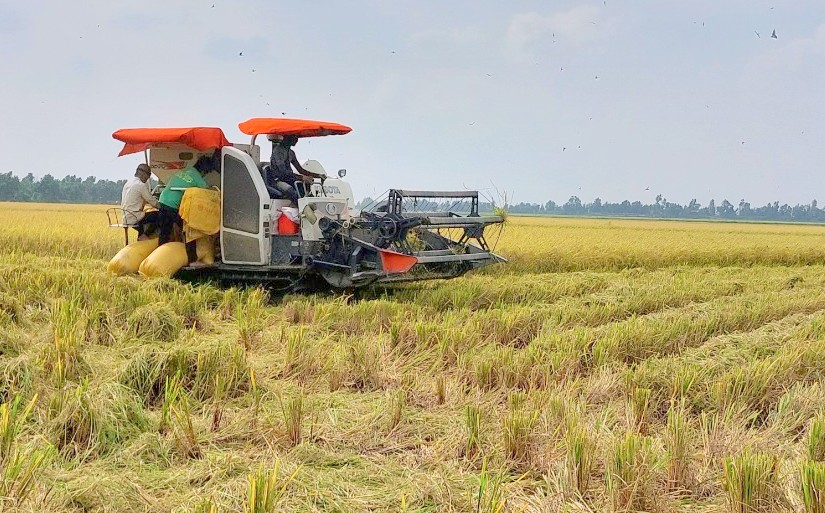 Đề án 1 triệu ha lúa vùng ĐBSCL - Chuyên nghiệp hóa ngành hàng lúa gạo (5/2/2024)