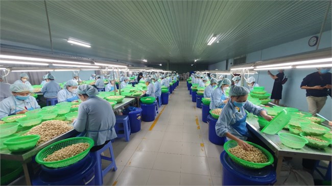 Vị trí số 1 thế giới về xuất nhập khẩu điều của Việt Nam lung lay (4/3/2024)