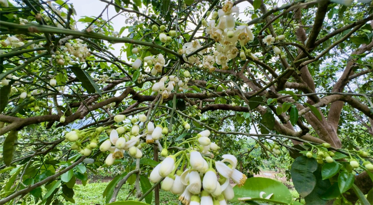 Mùa hoa “bưởi tiến vua” (27/3/2024)