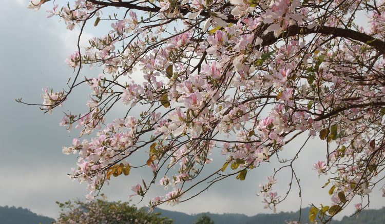 Mùa hoa ban rực rỡ nơi núi rừng Điện Biên - Tây Bắc (25/3/2024)