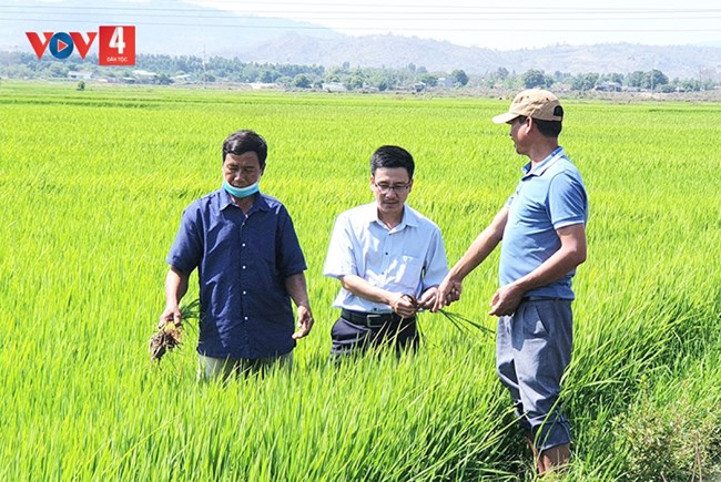 Thương hiệu gạo “Phú Thiện” đem lại ấm no cho bà con nông dân Gia Lai (2/3/2024)