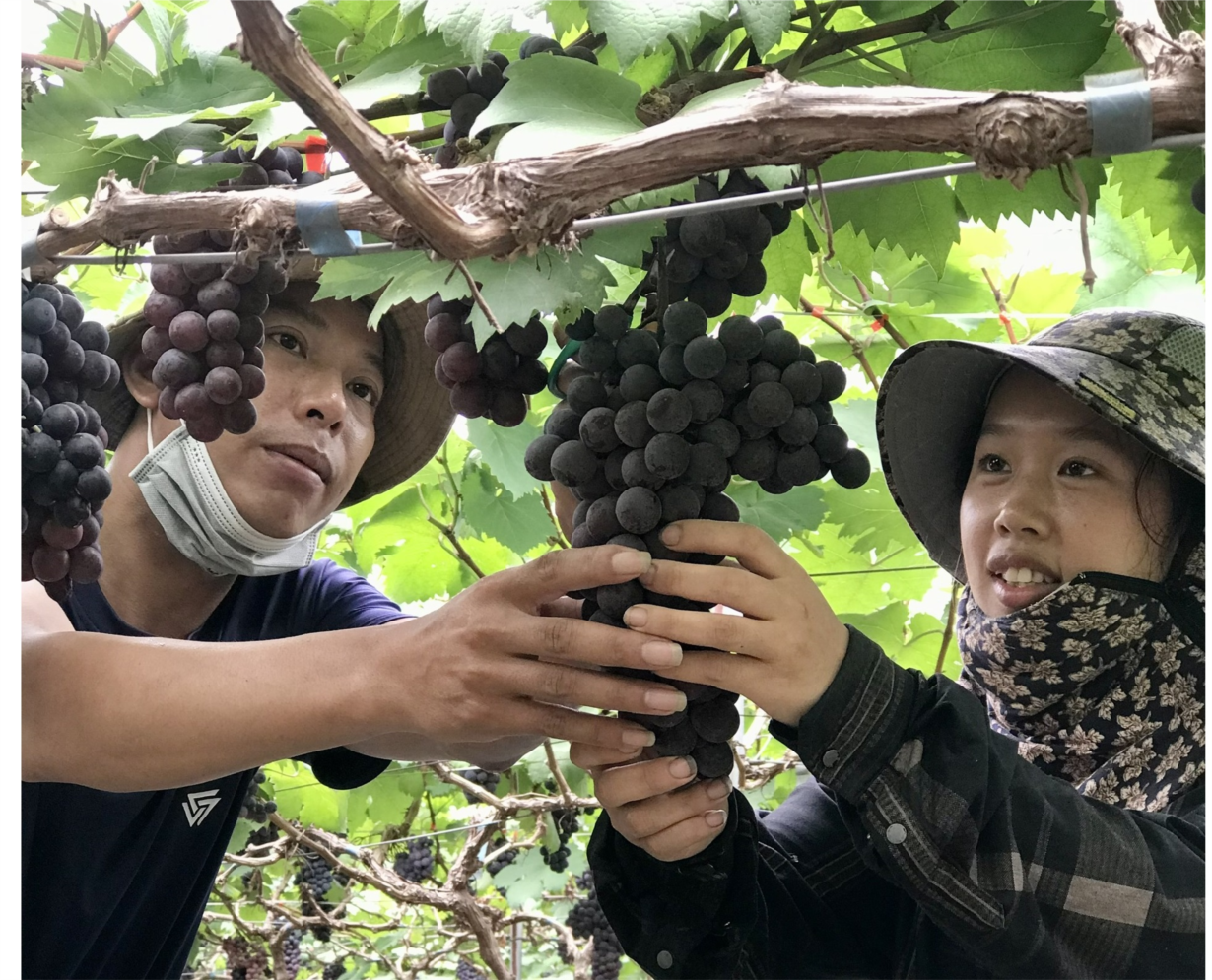 Thanh niên vùng cao đi đầu trong việc trồng nho Hạ đen (11/3/2024)