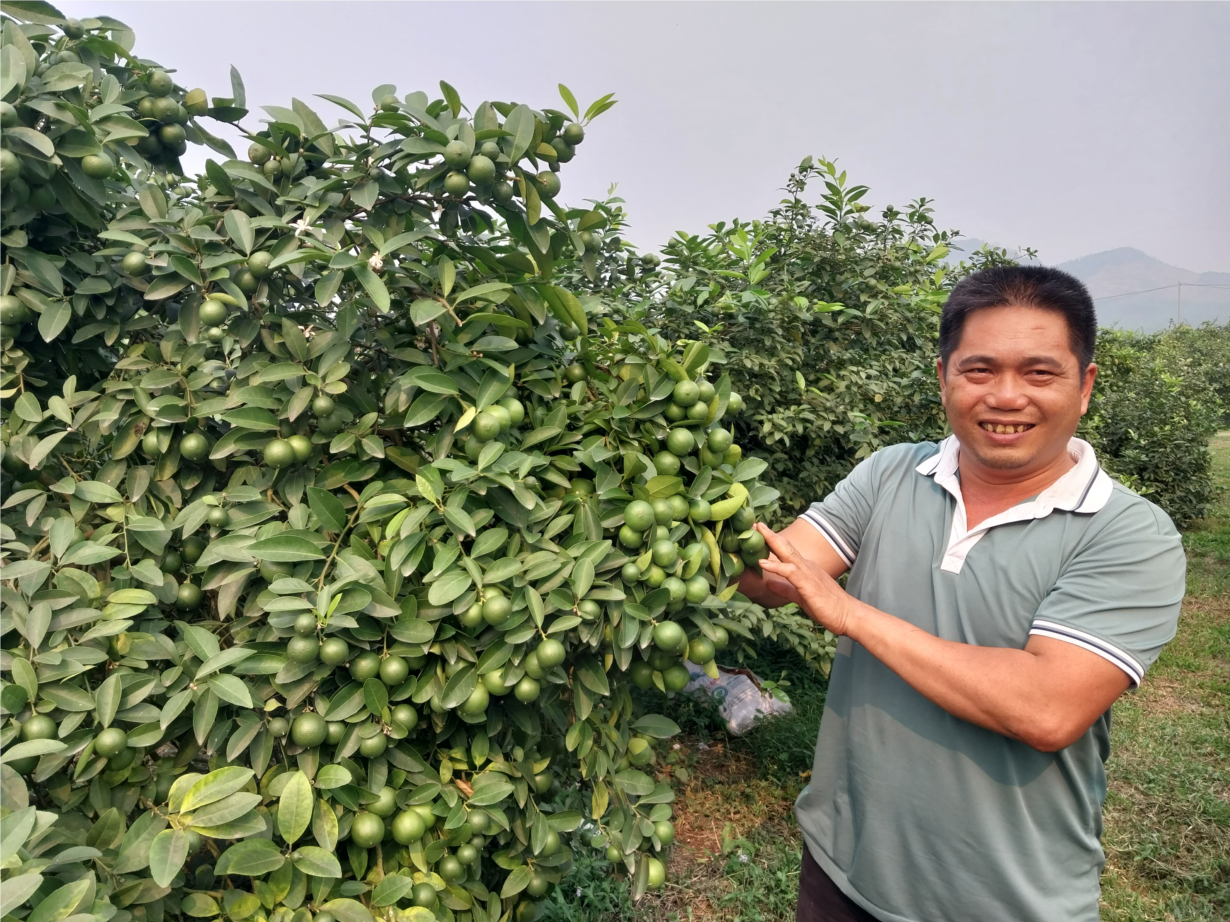 Tuyên Quang: Nông dân tỷ phú từ trồng chanh tứ mùa (11/04/2024)