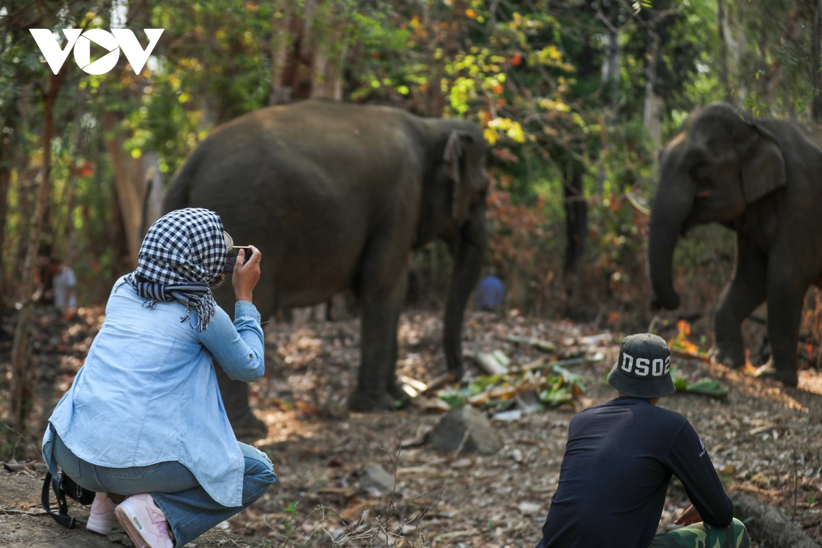 Du lịch thân thiện với voi tại Vườn Quốc gia Yok Đôn (10/4/2024)