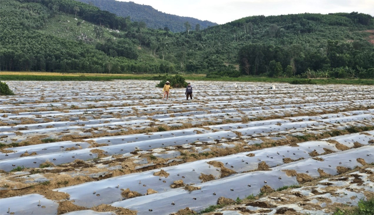 Phú Yên chủ động chống hạn, mặn (29/4/2024)