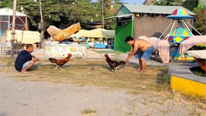   Tiền Giang: Nhiều người dân vùng dịch Cúm A còn chủ quan, lơ là như chưa hề có dịch (8/4/2024)