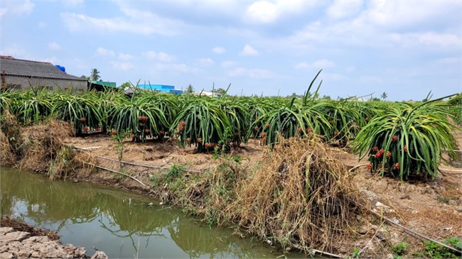 Tiền Giang: Trái thanh long mùa khô hạn sốt giá, nhà vườn lãi to. (14/4/2024)