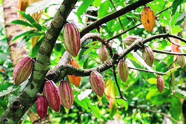 Cacao Đắk Lắk trước “cơ hội vàng” để hồi sinh, phát triển